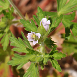 Carolina Geranium Carolina Geranium